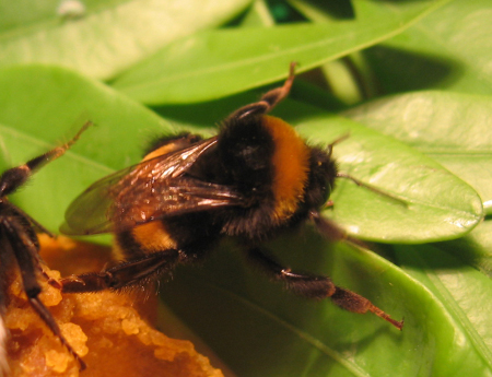 Esemplare della famiglia dei bombi allo studio (foto di Elisa Rigosi) Esemplare della famiglia dei bombi allo studio (foto di Elisa Rigosi)