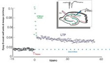 LTP LTP