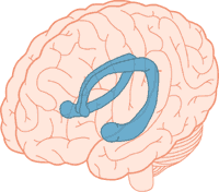 Figura 1: Ippocampo. Figura 1: Ippocampo.