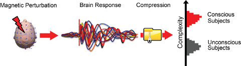 Nell'immagine: La complessità delle risposte cerebrali a uno stimolo magnetico consente di discriminare in modo oggettivo il livello di coscienza - Per gentile concessione di Marcello Massimini, Università degli Studi di Milano Nell'immagine: La complessità delle risposte cerebrali a uno stimolo magnetico consente di discriminare in modo oggettivo il livello di coscienza - Per gentile concessione di Marcello Massimini, Università degli Studi di Milano
